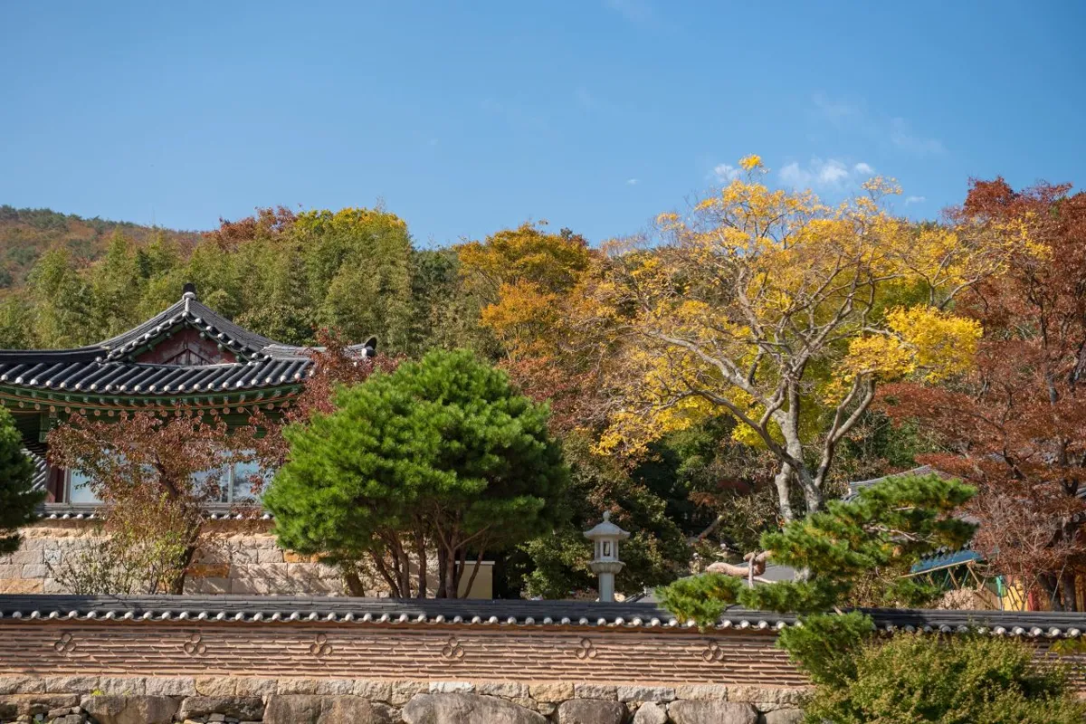 色づいた木々の間に、お寺の瓦屋根が並ぶ梵魚寺の境内