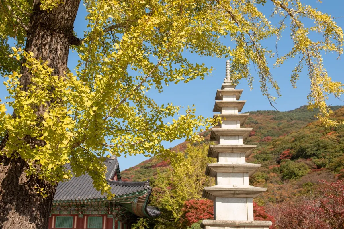 黄色いイチョウの枝の向こうに、石塔と色づいた山が見える梵魚寺