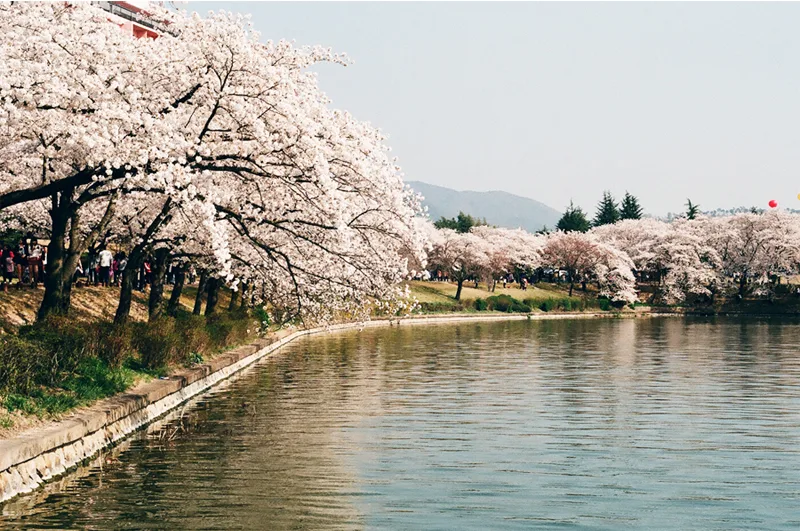 湖畔に満開の桜並木が続き、静かな水面に花が映る慶州の普門湖