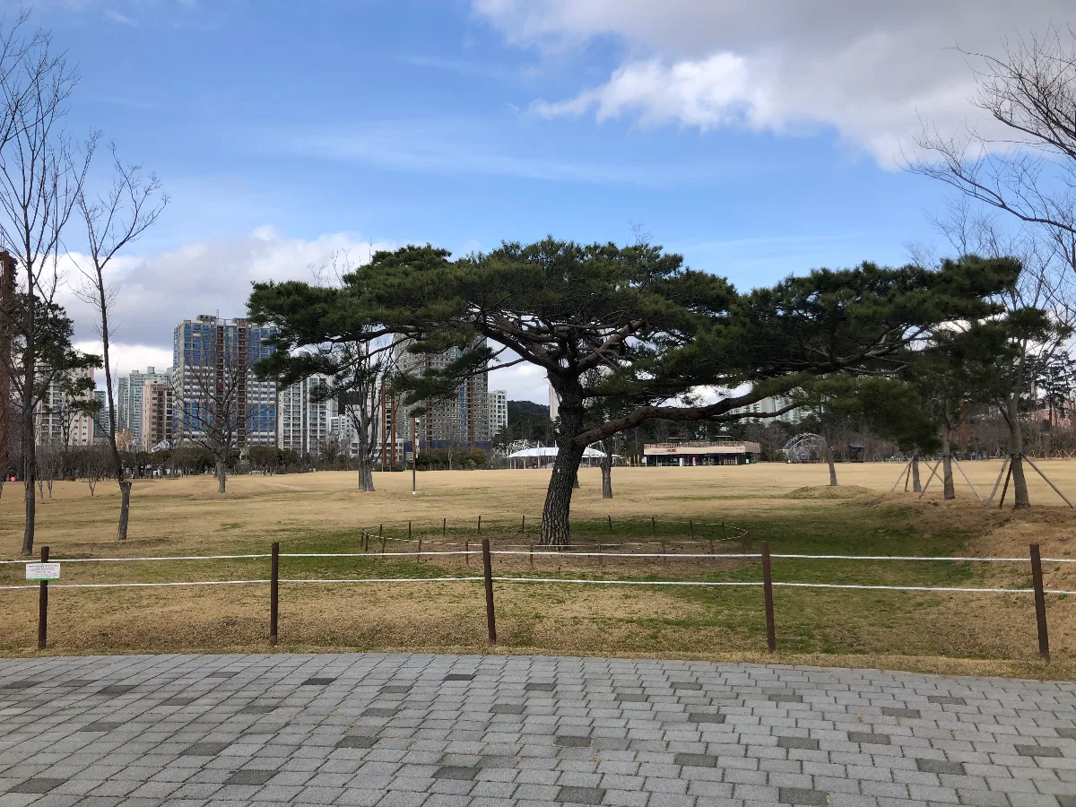大きな松と広々とした芝生広場