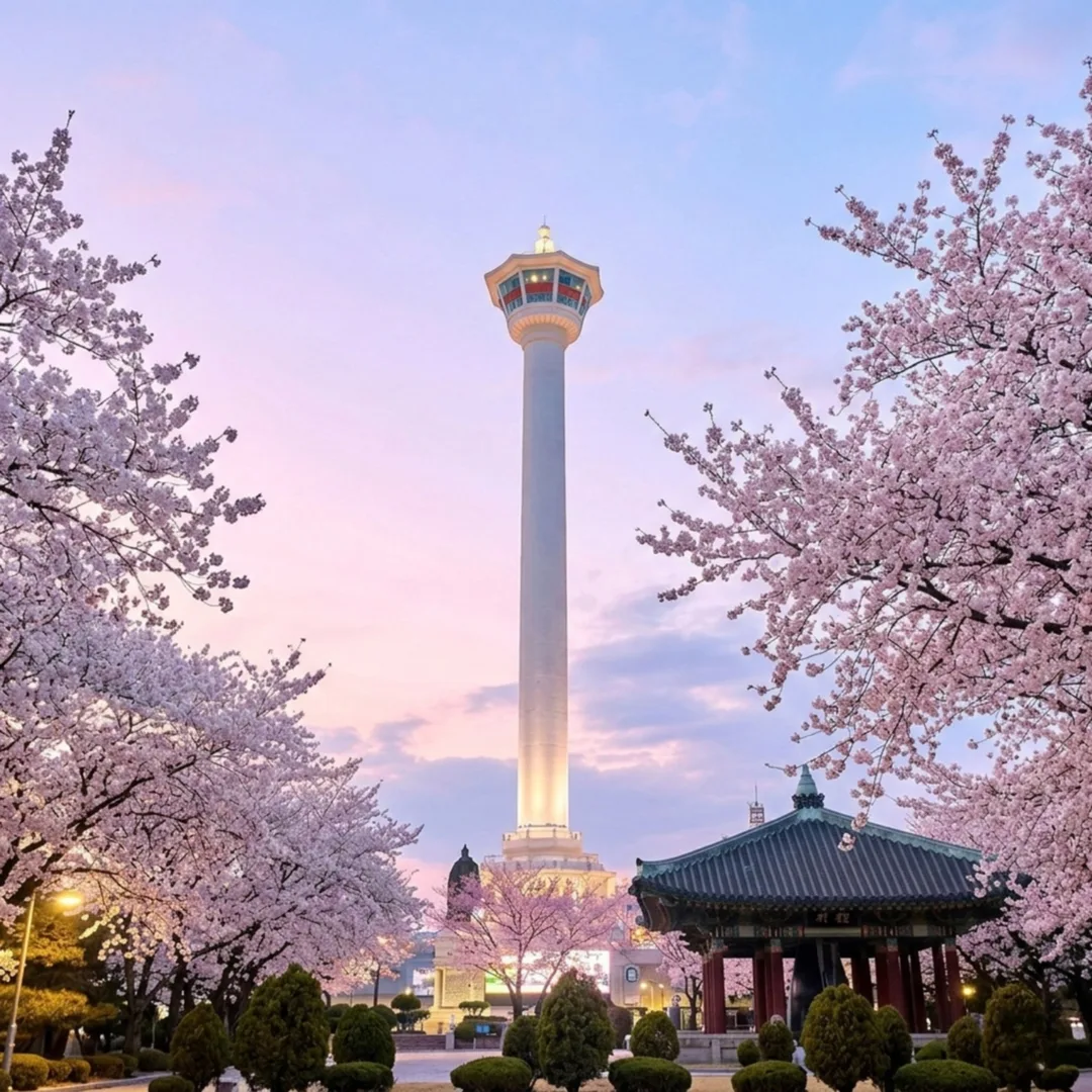 桜と鐘楼の向こうに立つ釜山タワー