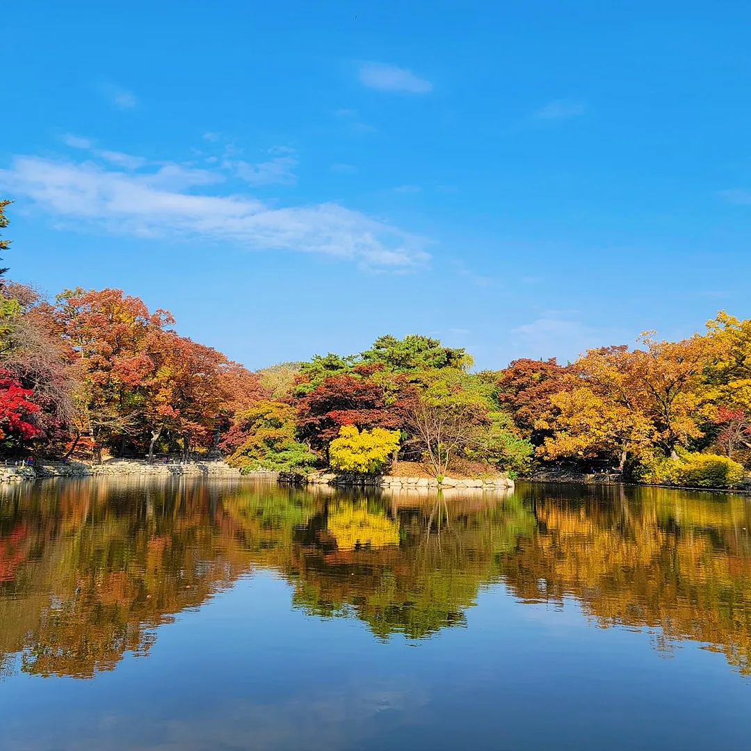 赤や黄色に染まった木々が、青空の下で池の水面に映る昌慶宮の春塘池