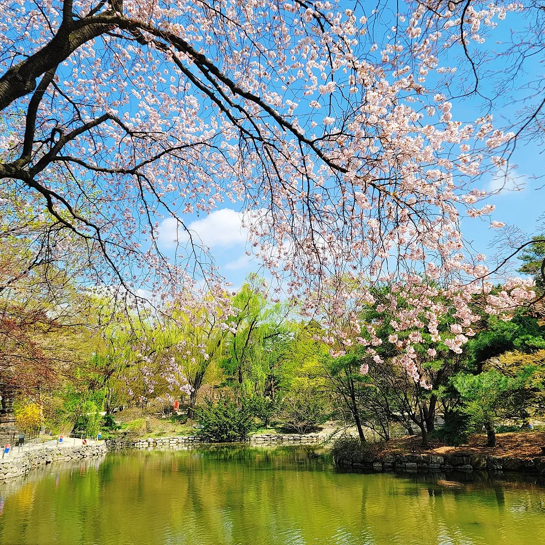 池の上に桜の枝が広がり、新緑の柳が水面に映る昌慶宮の春