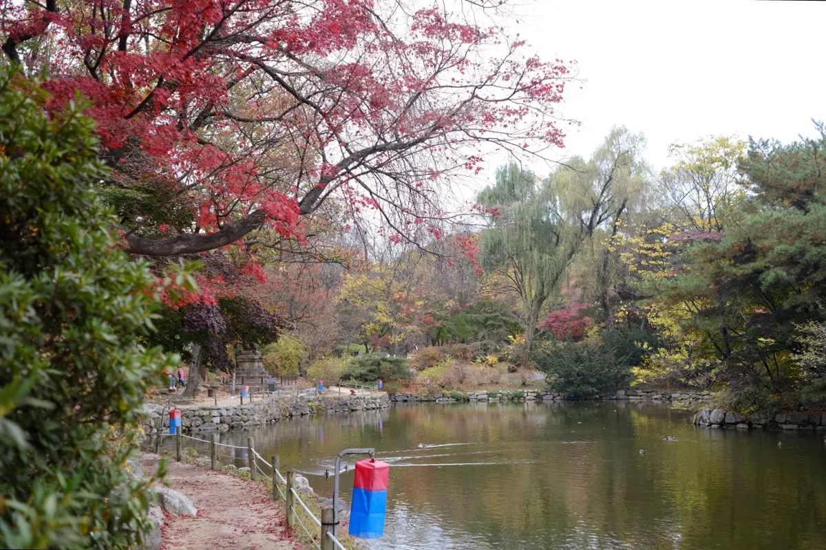 赤いカエデの枝が池の上に広がる、春塘池のほとりの散策路