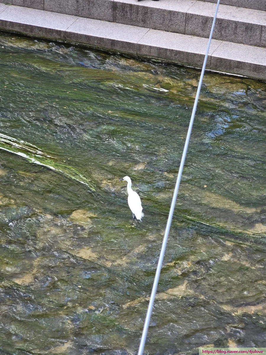 浅瀬に立つシラサギ