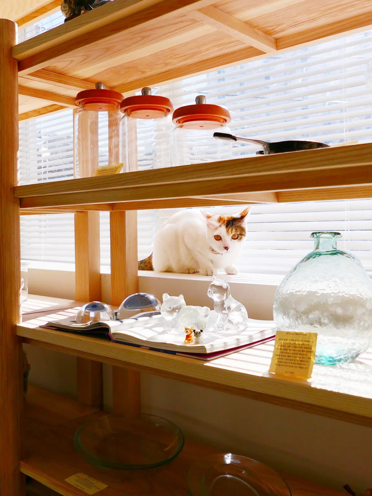 ガラス雑貨の並ぶ棚の奥に猫