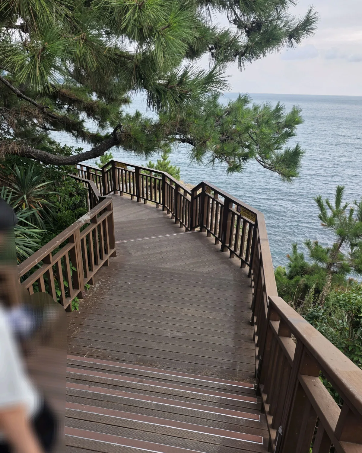 冬柏島の松林と海に沿って続く木のデッキ