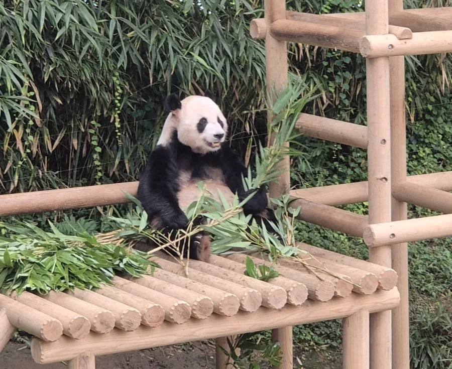 竹を手に座るパンダ