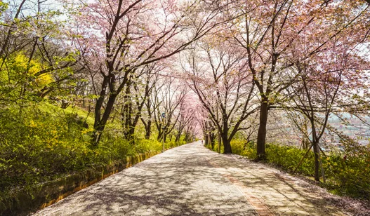 江華島 — 桜が咲く江華山城北門への道