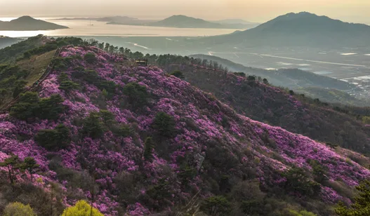 江華島 — ツツジが咲く高麗山の稜線