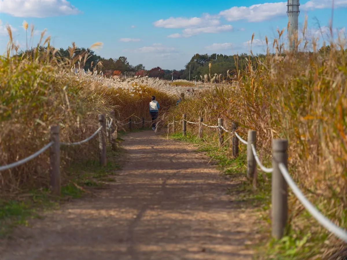 白いススキの穂が一面に広がり、奥に色づいた木が見えるハヌル公園
