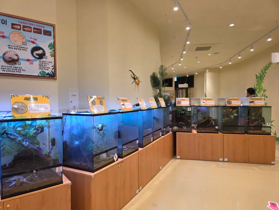 水槽が並ぶ釜山昆虫館の展示室