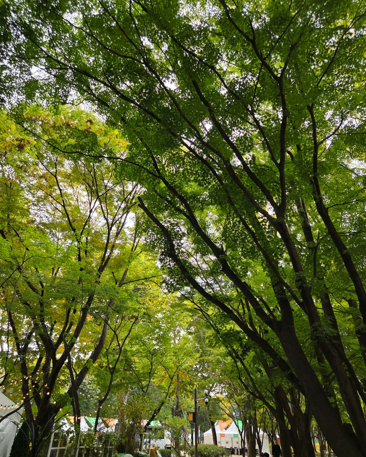 梅軒市民の森 — 頭上に広がる緑の枝葉