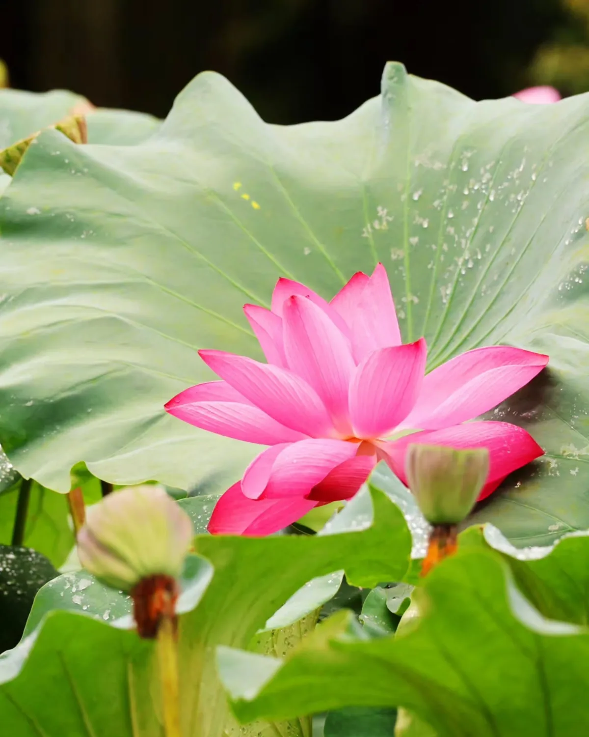 南怡島 — 大きな蓮の葉とピンクの花