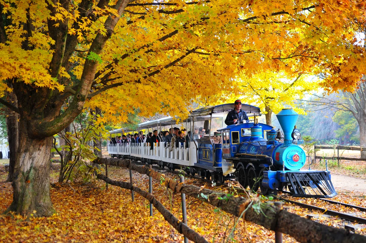 南怡島 — 紅葉の下を走る青い観光列車