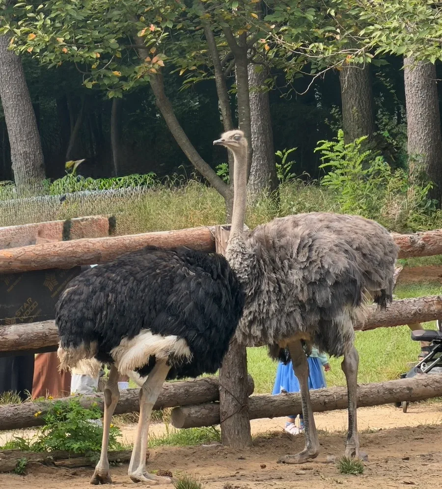 南怡島 — 木の柵の中にいる2羽のダチョウ