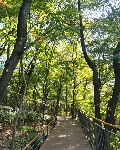 南山 空の森の道