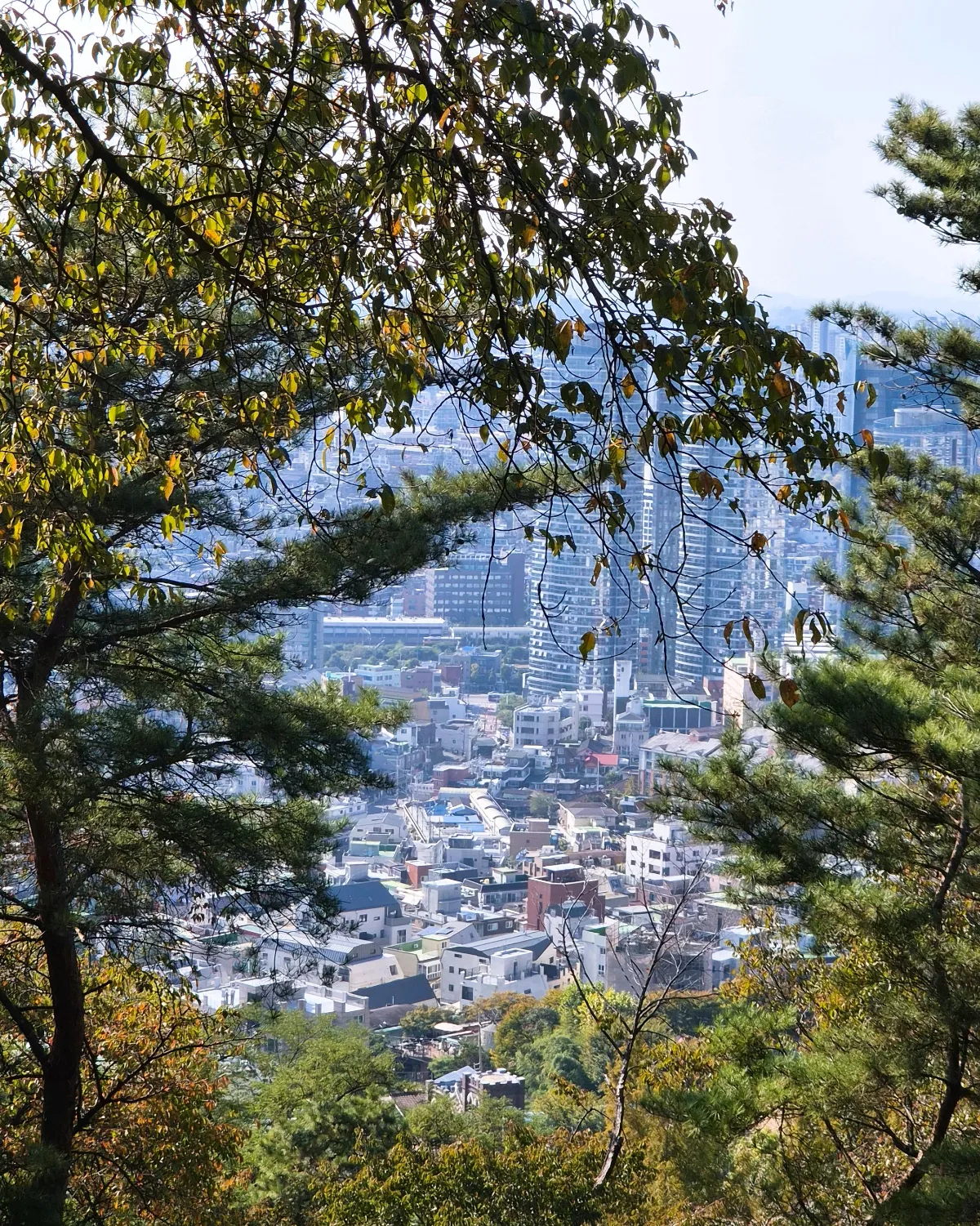 南山 空の森の道 — 木々の間から見下ろす街並み