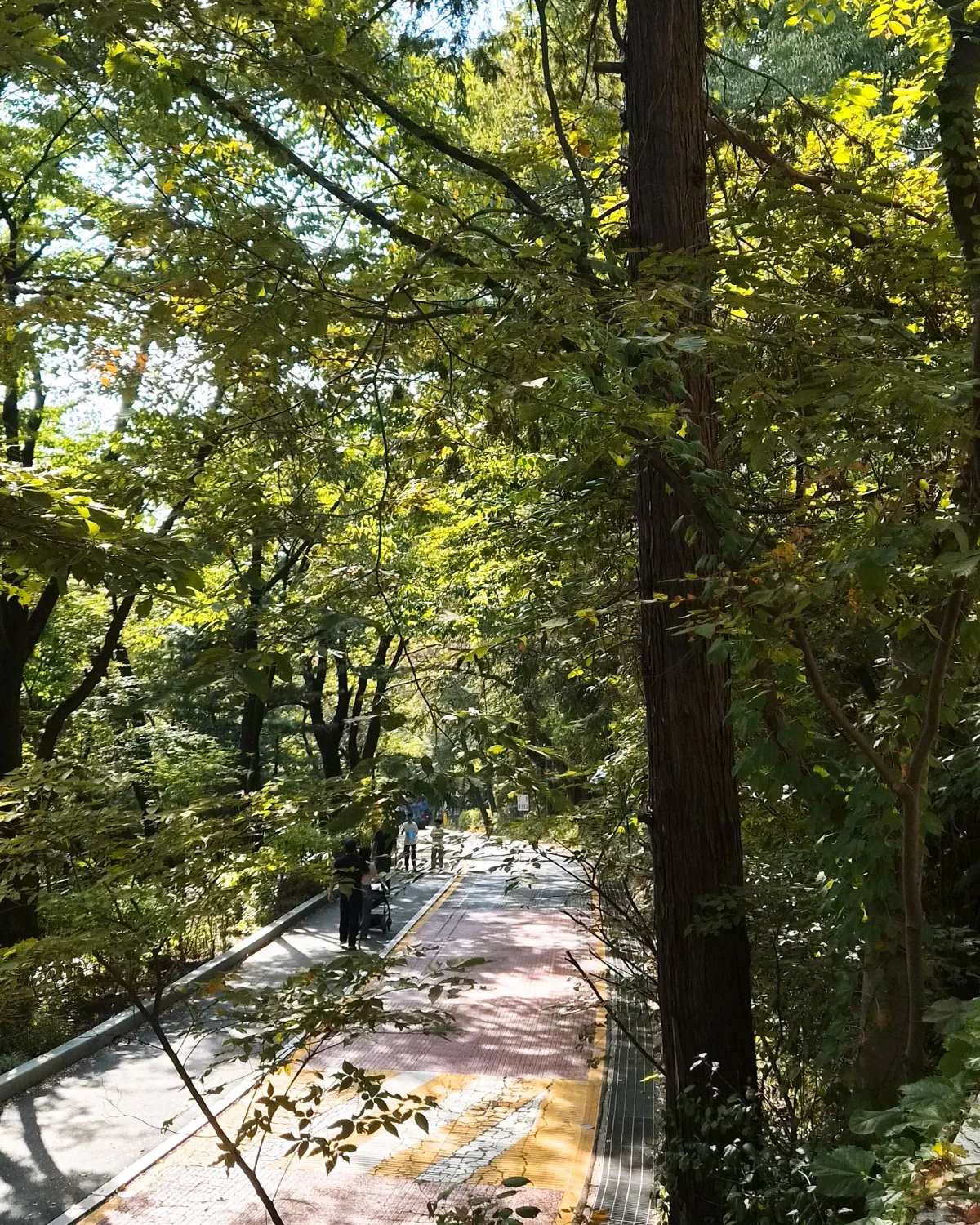 葉や幹に囲まれた舗装の散歩道