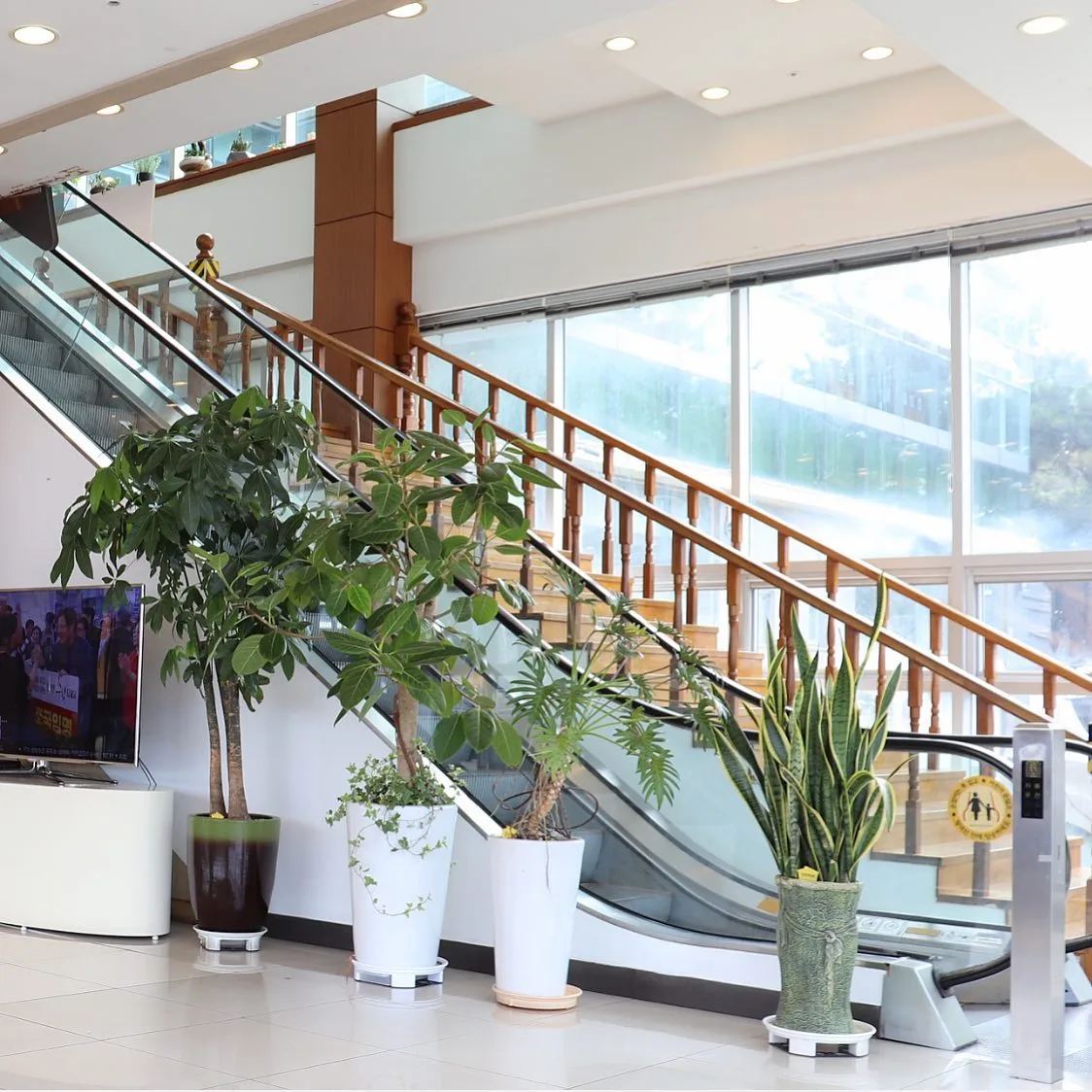 観葉植物が並ぶエスカレーター脇