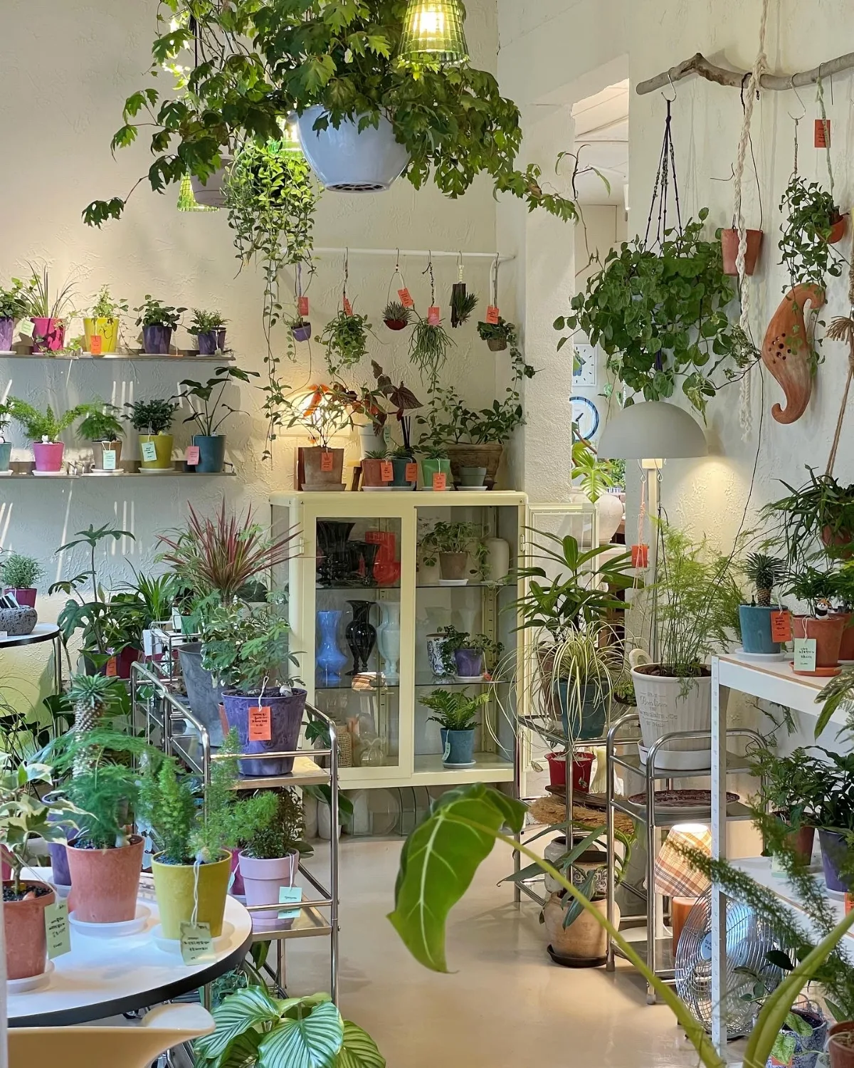 鉢植えと吊り植物が彩る店内