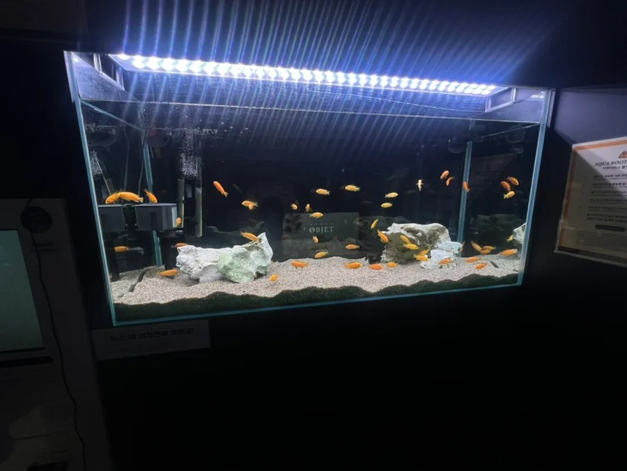 PHOTO OBJET 聖水店 — 黄色い魚が泳ぐアクアブース