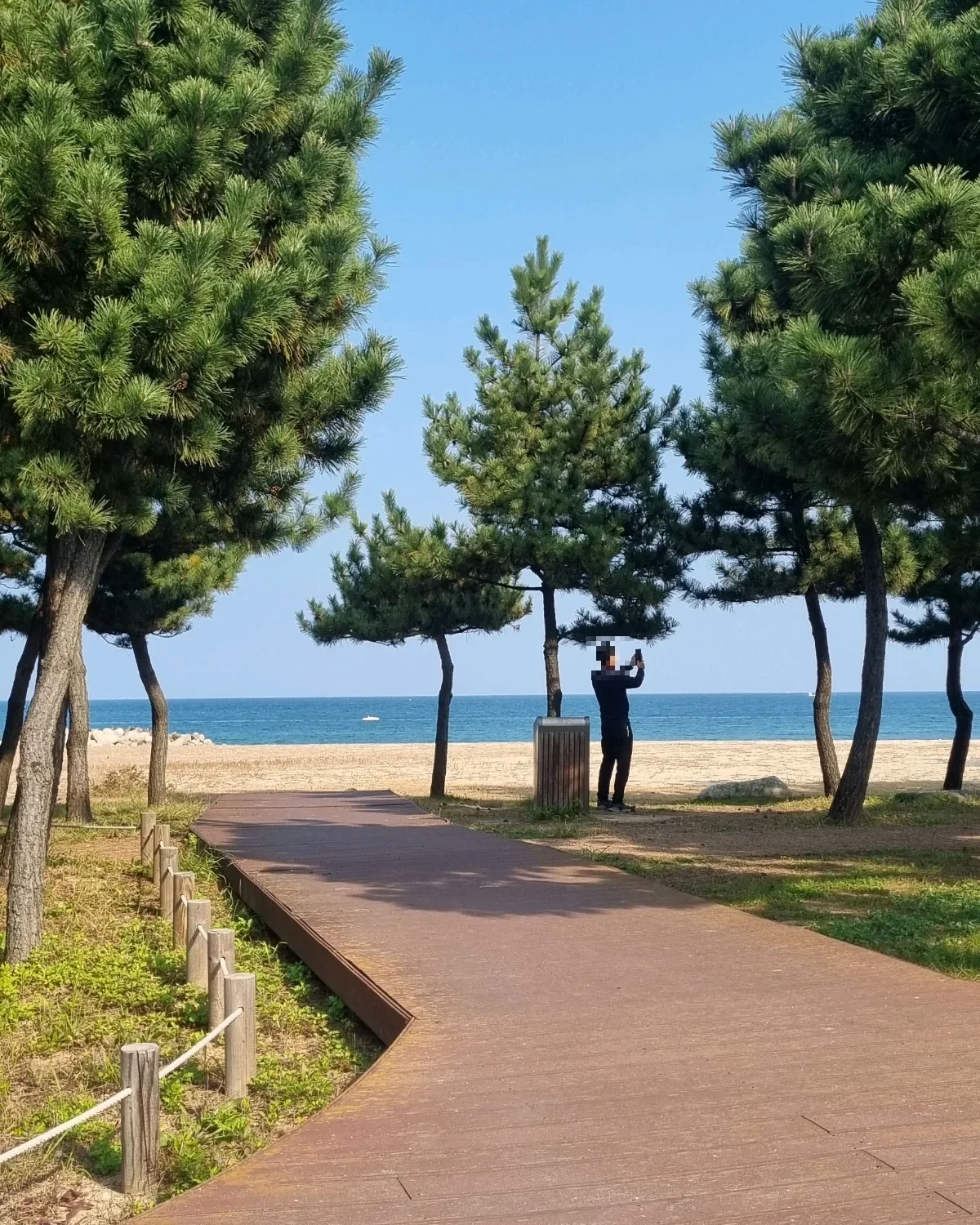 松林の間を抜けて南項津の浜辺へ続く遊歩道