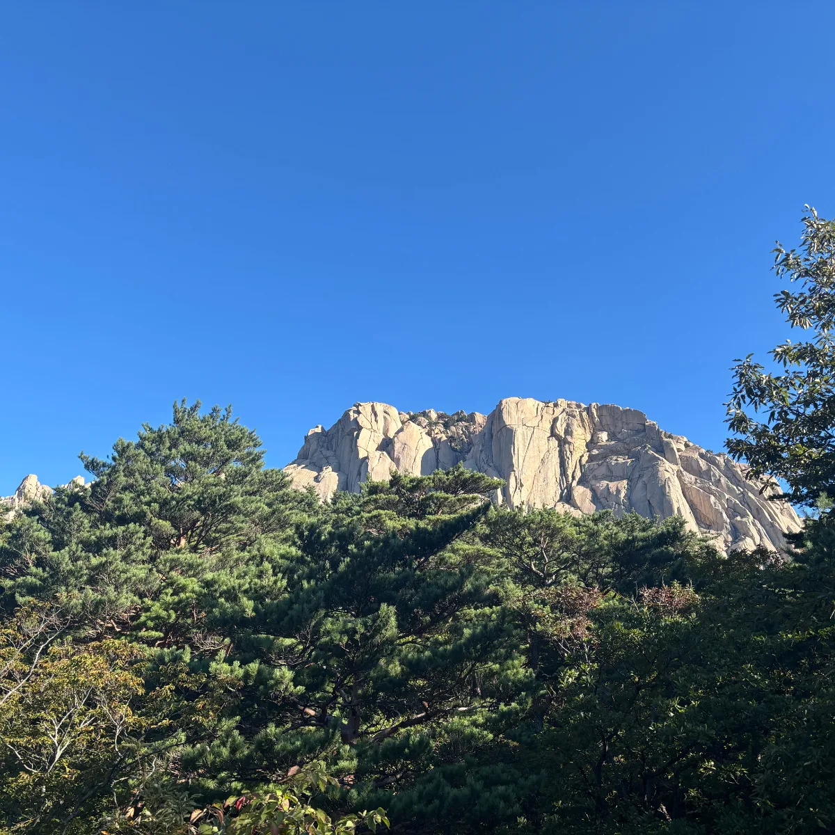松林の向こうに見える蔚山岩