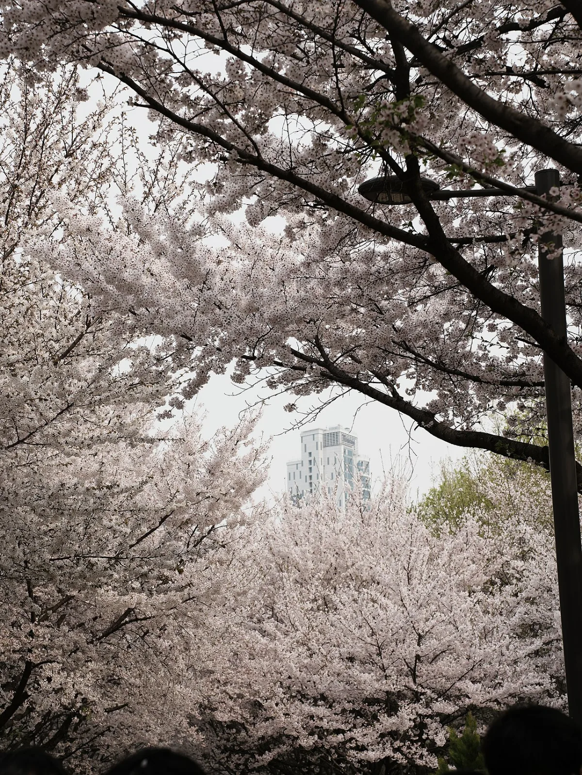 白い花をつけた桜の枝が重なり、奥に高層ビルが見えるソウルの森