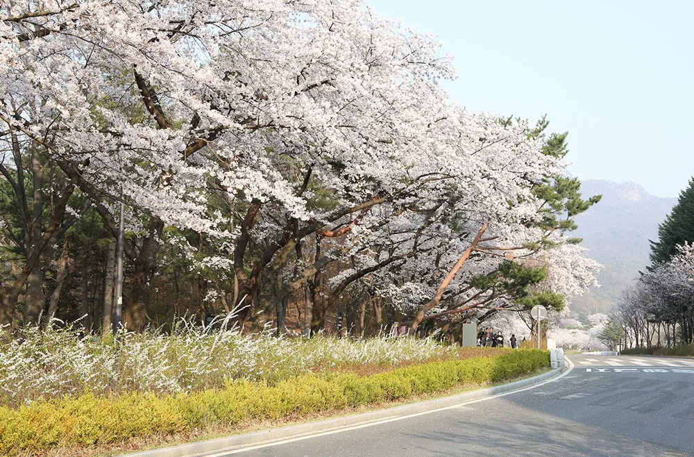 ソウル大公園 — 桜が続く園内の道