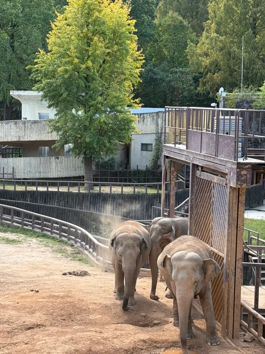 屋外の放飼場を歩くゾウ