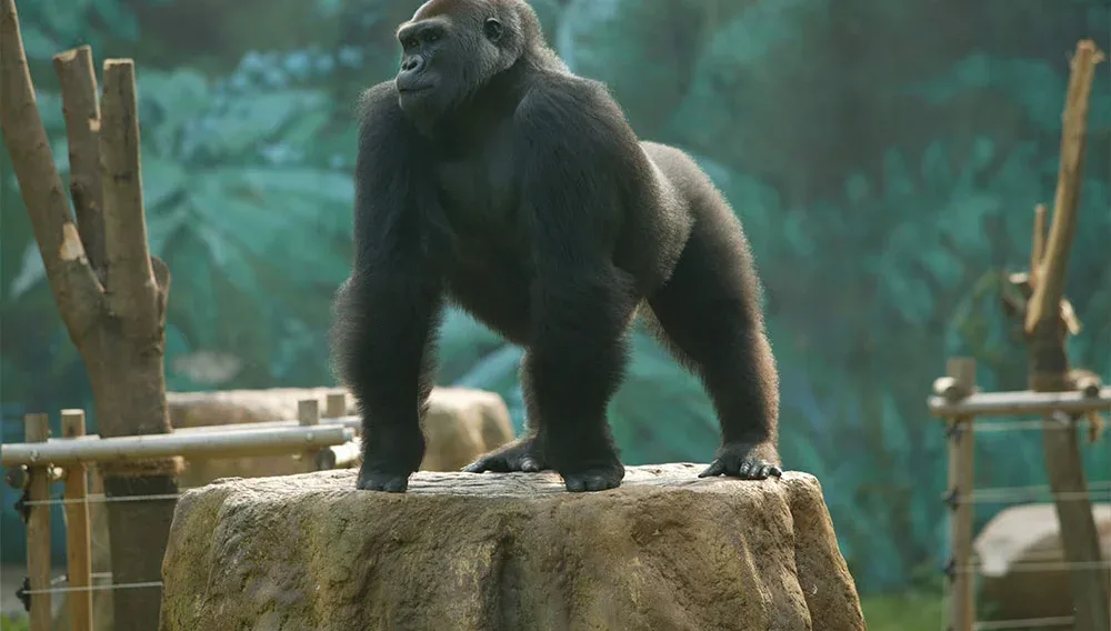ソウル大公園 — 岩の上に立つゴリラ