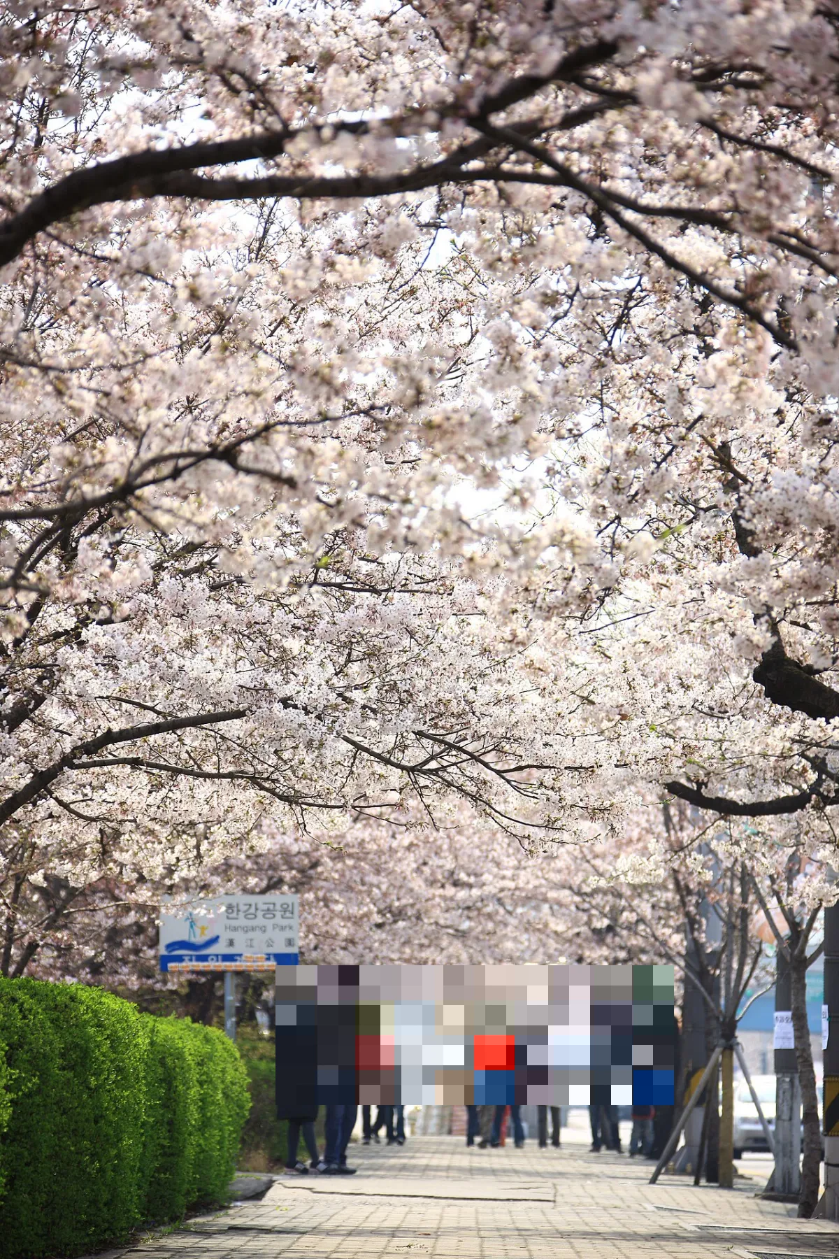 国会議事堂の裏の道を、満開の桜並木がトンネルのように覆う汝矣島の輪中路
